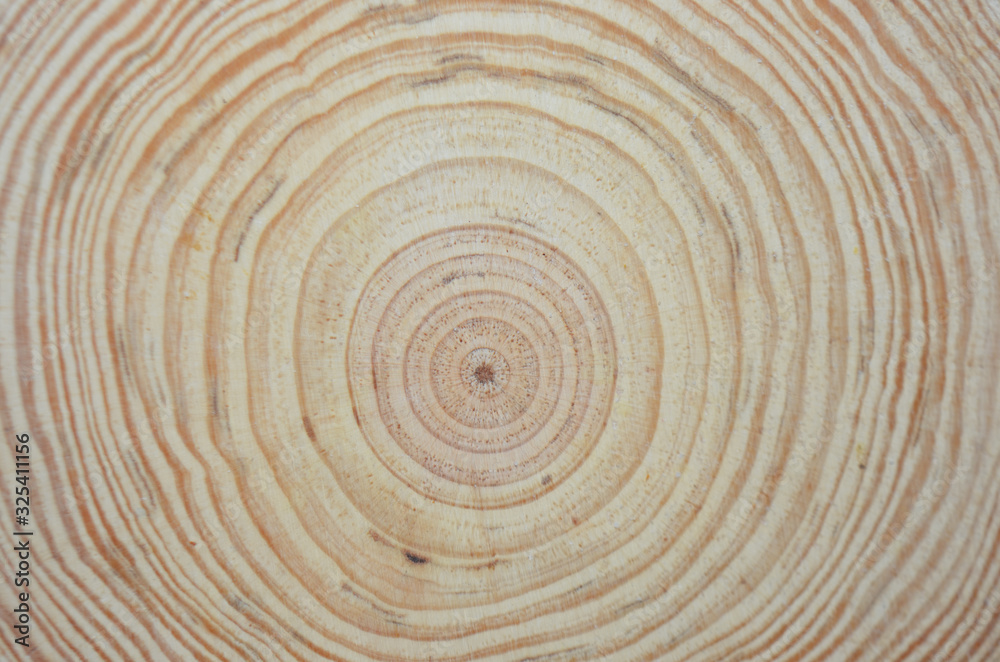 Pale yellow rings of the trunk cross section Pale yellow rings of the trunk cross section