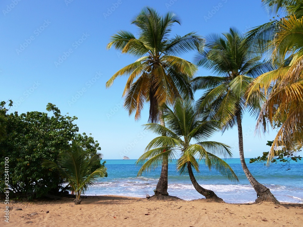 Cocotiers sur la plage de Clugny dans le nord Basse-Terre en Guadeloupe
