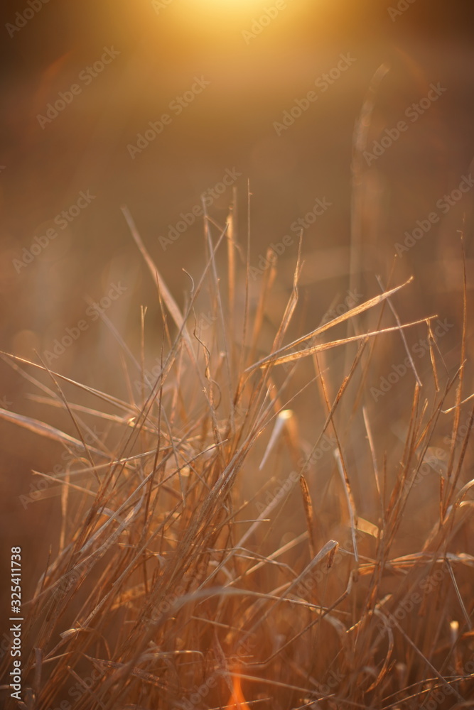Wild dry grass grow in autumn blurred field on sunset Wild dry grass grow in autumn blurred field on sunset