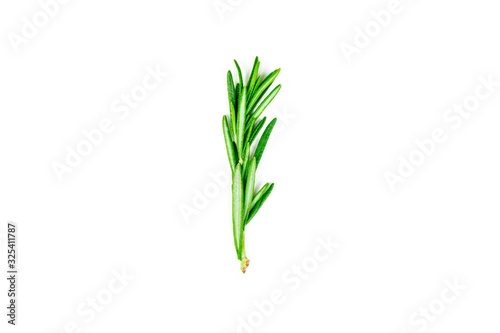 Isolated top view flat lay fresh green rosemary leaves  twigs and branches on white background.