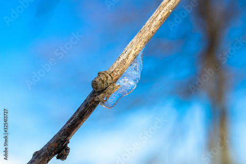 Ice on twig with blue sky 