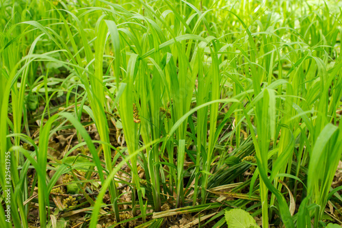 Young spring grass