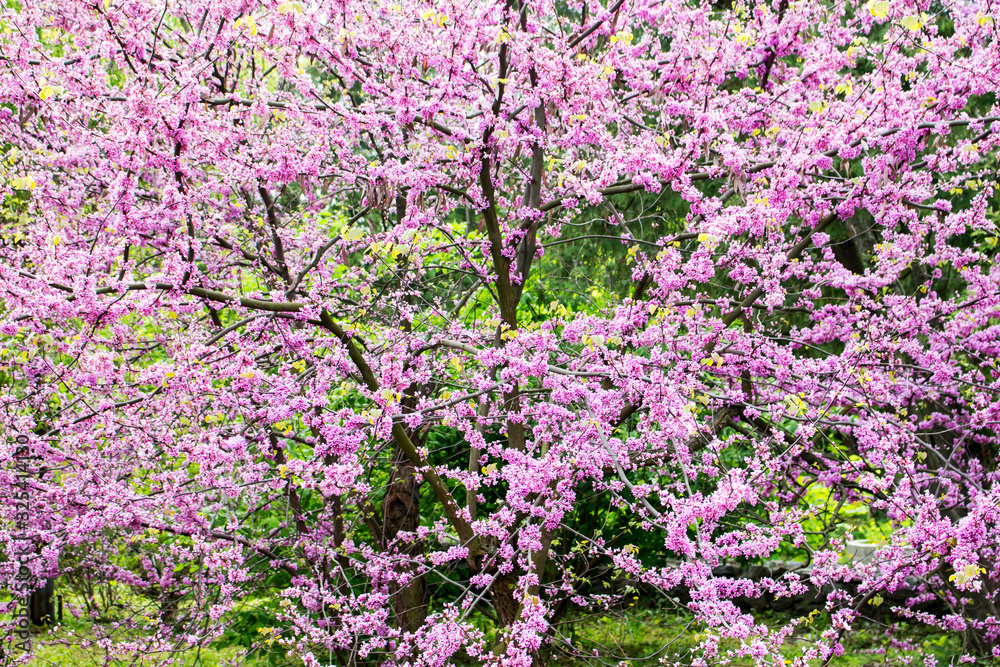 Flowering pink almond tree