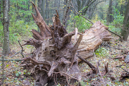 The roots of the fallen to the ground of an old tree in the forest