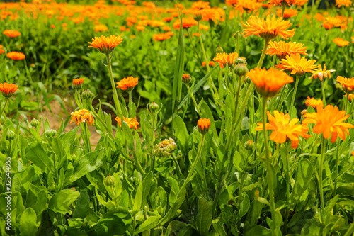 Orange pot marigold. Calendula officinalis field.