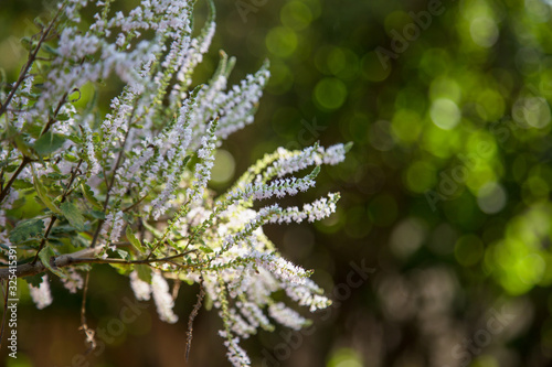 Close up of commiphora myrrha plant with flowers blossoming. Lights bokeh background.