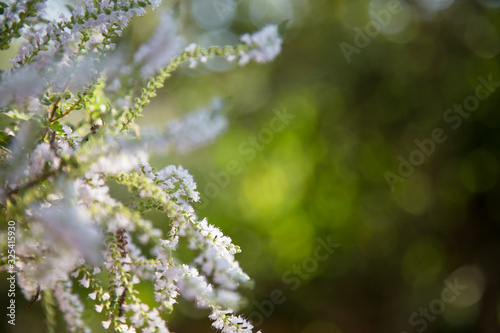 Close up of commiphora myrrha plant with flowers blossoming. Lights bokeh background. photo