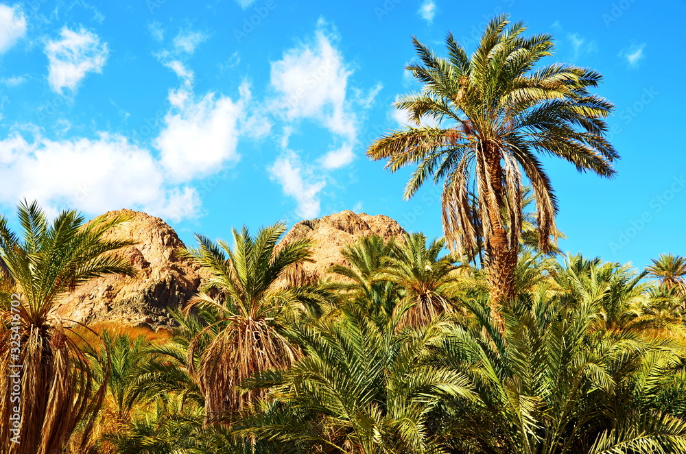 Fototapeta premium palm trees and blue sky