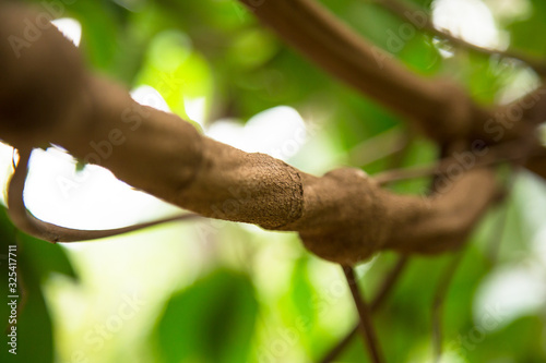 Close up of Banisteriopsis Caapi vines, one of the Ayahuasca plants. Psychadelic plant from Brazil. Used in indigenous rituals and shamanism. 