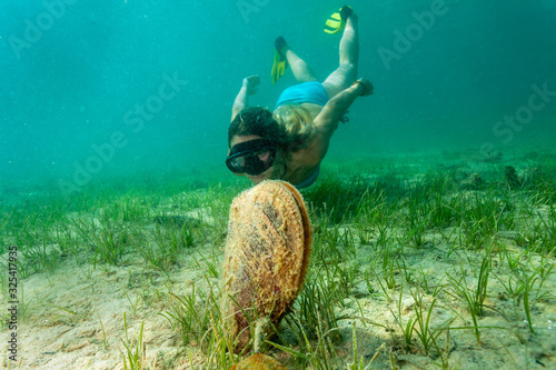 The girl is diving near the noble pen shell, Adriatic Sea, Croatia photo