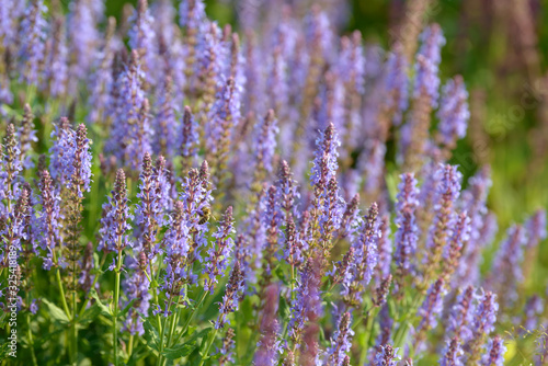 Fototapeta Naklejka Na Ścianę i Meble -  Lavender Flowers. Flowering bush growing in the field. Blooming lavender inflorescence of beautiful colorful wild grass.