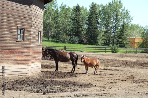 Horses Outside The Barn, Fort Edmonton Park, Edmonton, Alberta