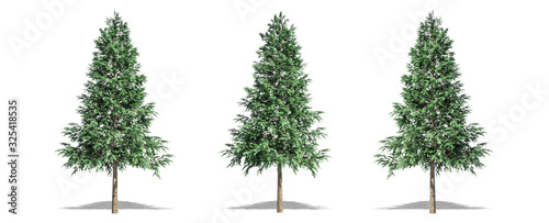 Beautiful Picea abies tree isolated and cutting on a white background with clipping path.