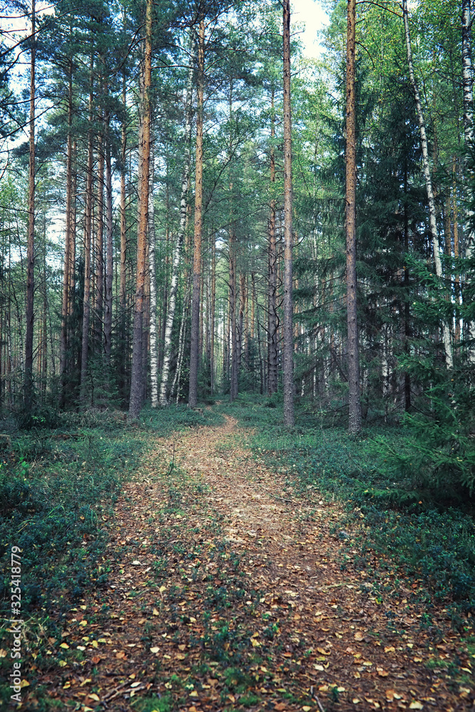 Fototapeta premium Bright spring greens at dawn in the forest. Nature comes to life in early spring.