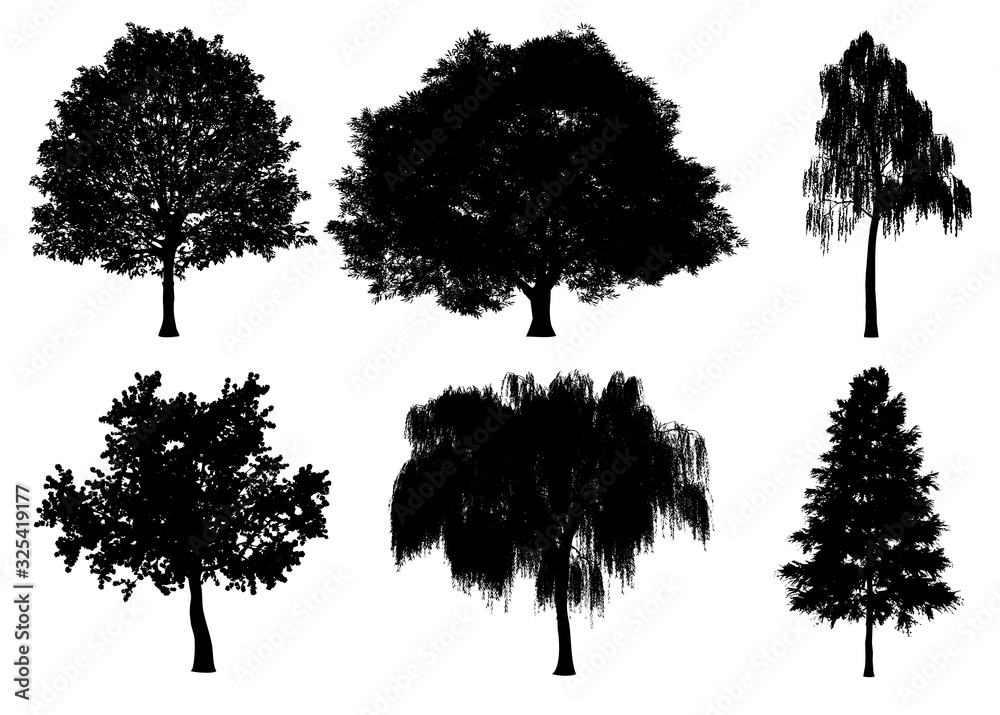 Fototapeta Beautiful collection tree silhouettes and cutting on a white background with clipping path.