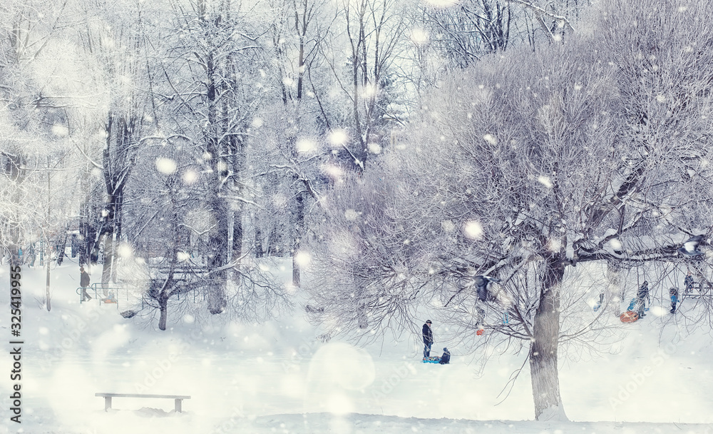 Fototapeta premium Winter forest landscape. Tall trees under snow cover. January frosty day in the park.