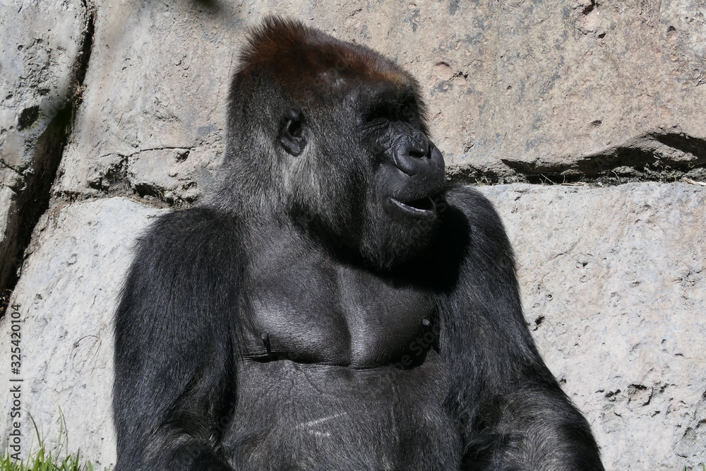 Fototapeta premium Male Silver back gorilla