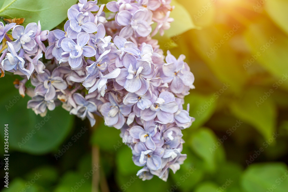 Blossoming branch of purple lilac Syringa vulgaris flowers on green leaves background in the spring park. Blossoming branch of purple lilac Syringa vulgaris flowers on green leaves background in the spring park.