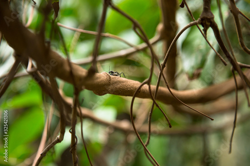 Banisteriopsis Caapi vines, one of the Ayahuasca plants. Psychadelic plant from Brazil. Used in indigenous rituals and shamanism.  photo