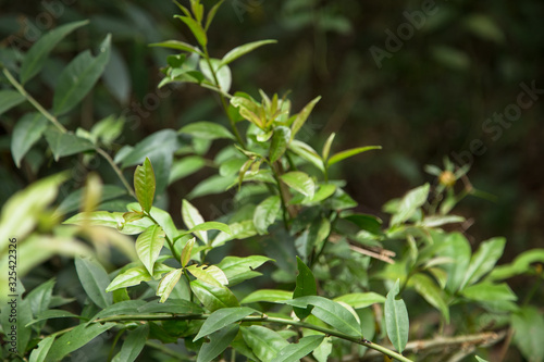 Leafs of Pereskia Aculeate plant or Barbados Gooseberry. Ora-Pro-Nóbis 'PANC' edible leafs. Non-conventional food source. 