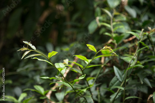 Leafs of Pereskia Aculeate plant or Barbados Gooseberry. Ora-Pro-Nóbis 'PANC' edible leafs. Non-conventional food source. 