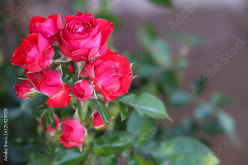 Blooming Colorful Red Roses And New Buds Flower Suitable For Love Relationship Happiness Friendship Wishes Or Message On Greeting Card Or For Background