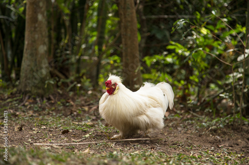 Cute white bantam rooster in a backyard. Crossbreed between Polish and Silkie breeds.