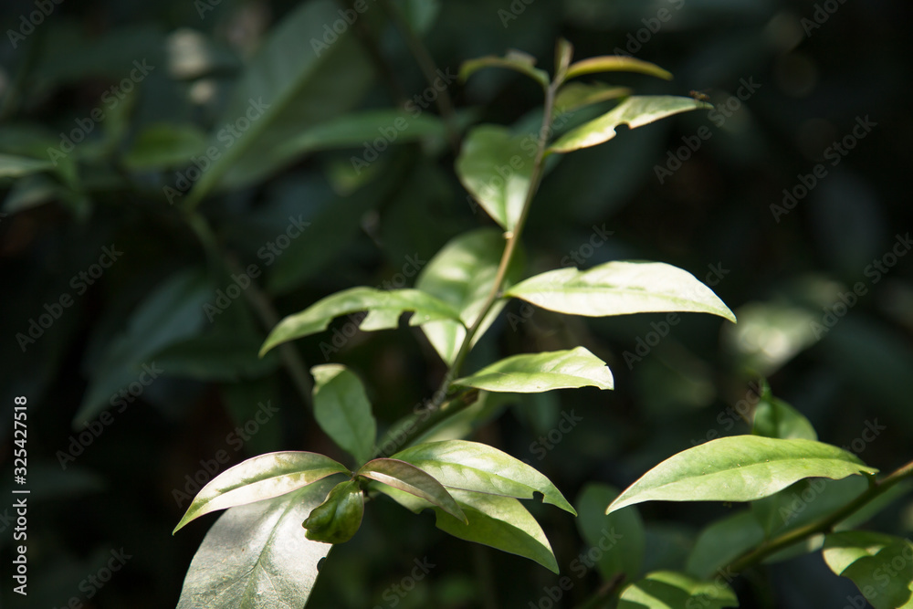 Obraz premium Close up of Pereskia Aculeate plant or Barbados Gooseberry. Ora-Pro-Nóbis 'PANC' edible leafs. Non-conventional food source. 