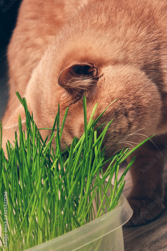 Red cat eating green grass from a plastic tray at home on a dark background. Red cat eating green grass from a plastic tray at home on a dark background.