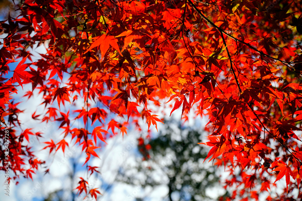 Autumn leaves in Kyoto