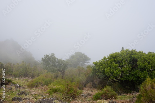 Nebel auf der Hochebene von Madeira (Paul da Serra)