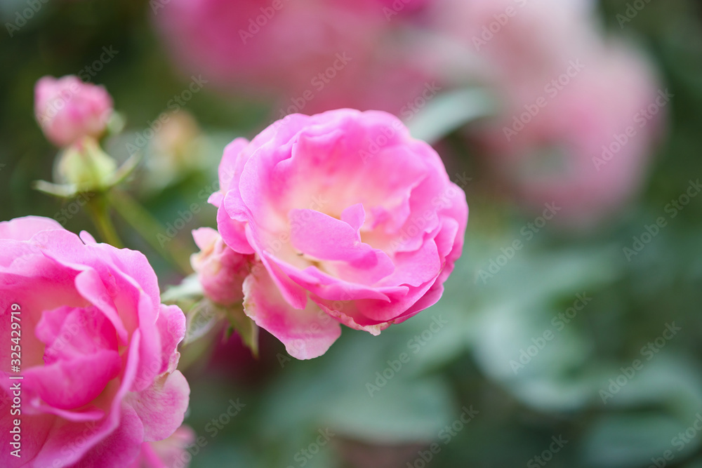 Beautiful pink roses flower in the garden Beautiful pink roses flower in the garden