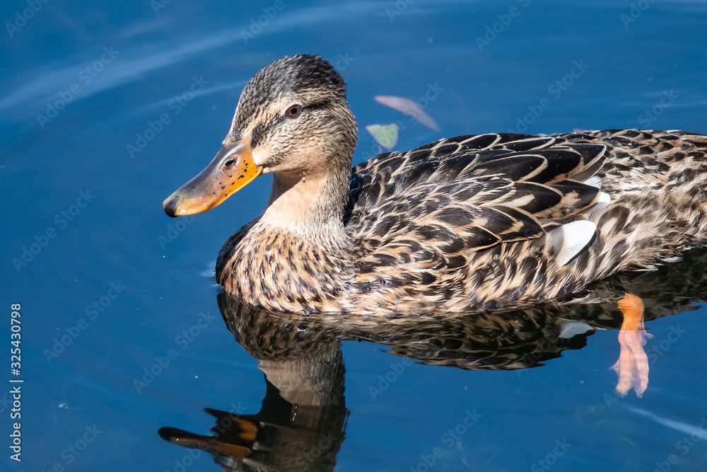Mallard Duck Swimming in the Refreshing Cool Blue Water Mallard Duck Swimming in the Refreshing Cool Blue Water