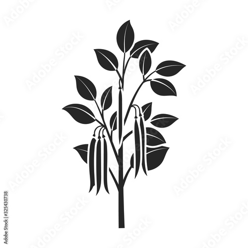 Plant of bean vector icon.Black vector icon isolated on white background plant of bean .