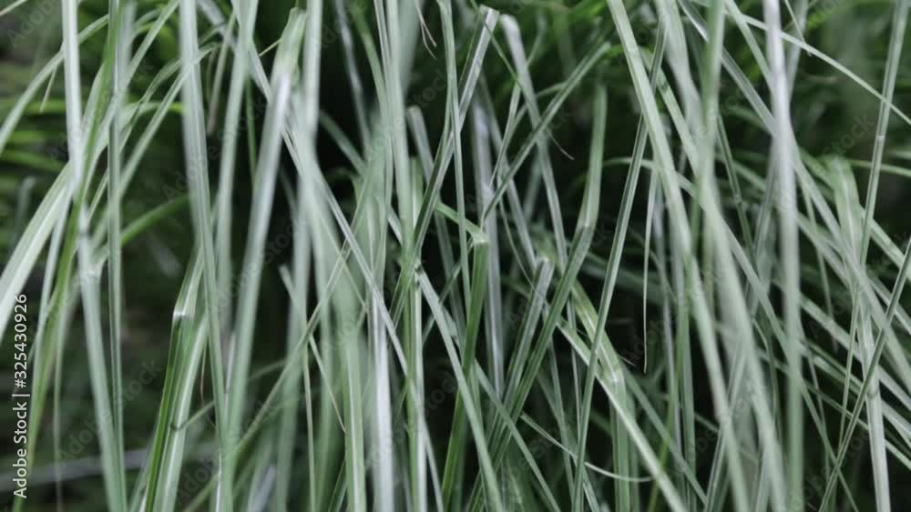 Natural reed grass in green and white moves meditatively and slow like a curtain in the wind Natural reed grass in green and white moves meditatively and slow like a curtain in the wind