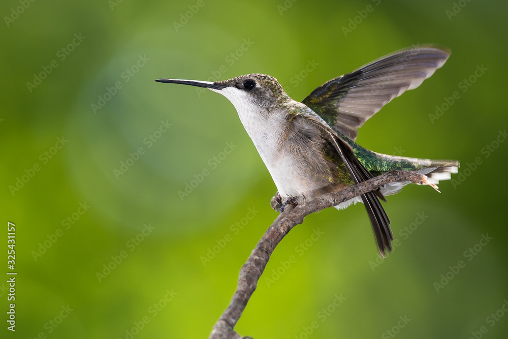 Fototapeta premium Ruby Throated Hummingbird Perched Delicately on a Slender Twig