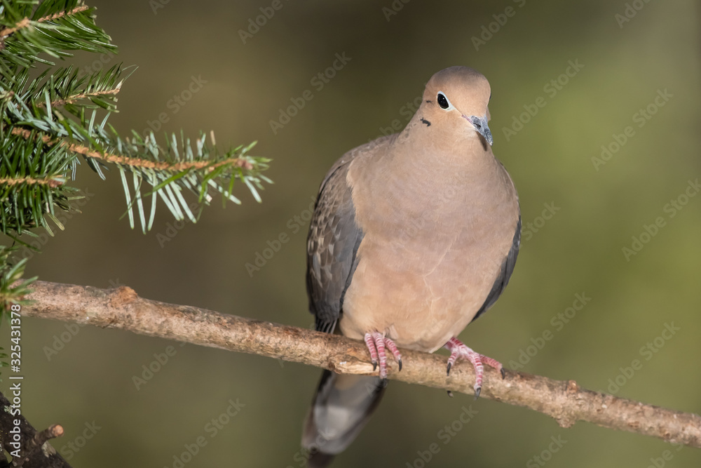 Mourning Dove Resting in an Evergreen Tree Mourning Dove Resting in an Evergreen Tree