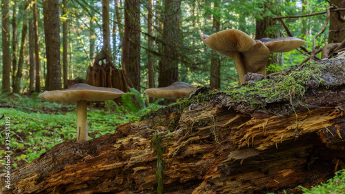 Canvas Print Decay - Mushrooms on a decaying log in an old-growth forest in Oregon