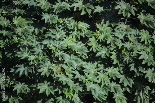 castor bean plant and green leaves