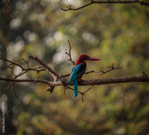 common kingfisher waiting for a meal near pond at rabindra sarobar lake in kolkata photo