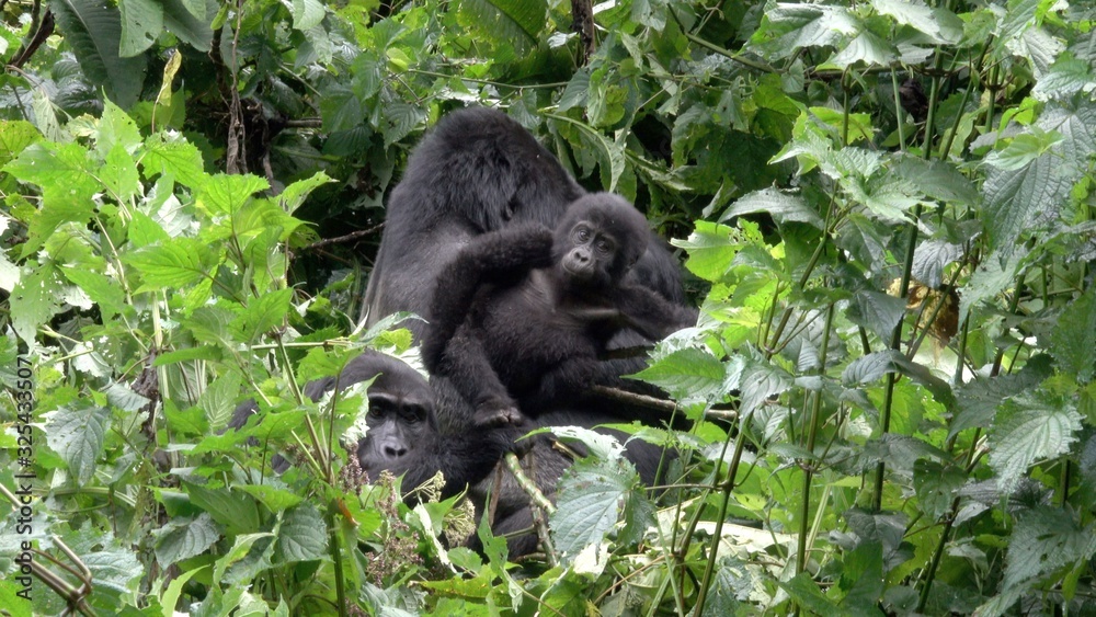 Young Mountain Gorilla with Parents. Uganda Young Mountain Gorilla with Parents. Uganda