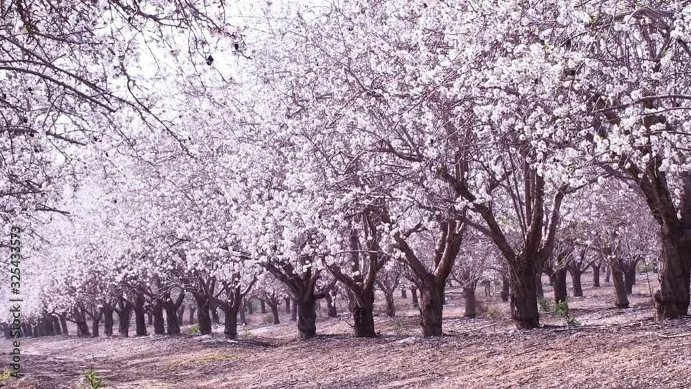 Beautiful garden with pink and white flowering almond tree Beautiful garden with pink and white flowering almond tree