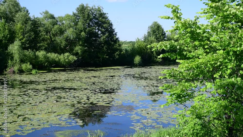 Beautiful summer landscape with river overgrown with water lily leaves Beautiful summer landscape with river overgrown with water lily leaves