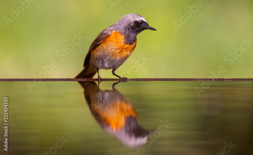 Small bird at a pond © Travel Stock