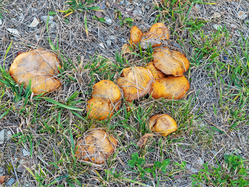 Bright yellow orange mushrooms growing among dry and green grass