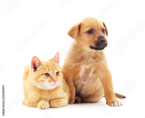 Fototapeta Naklejka Na Ścianę i Meble -  Small cat and puppy.