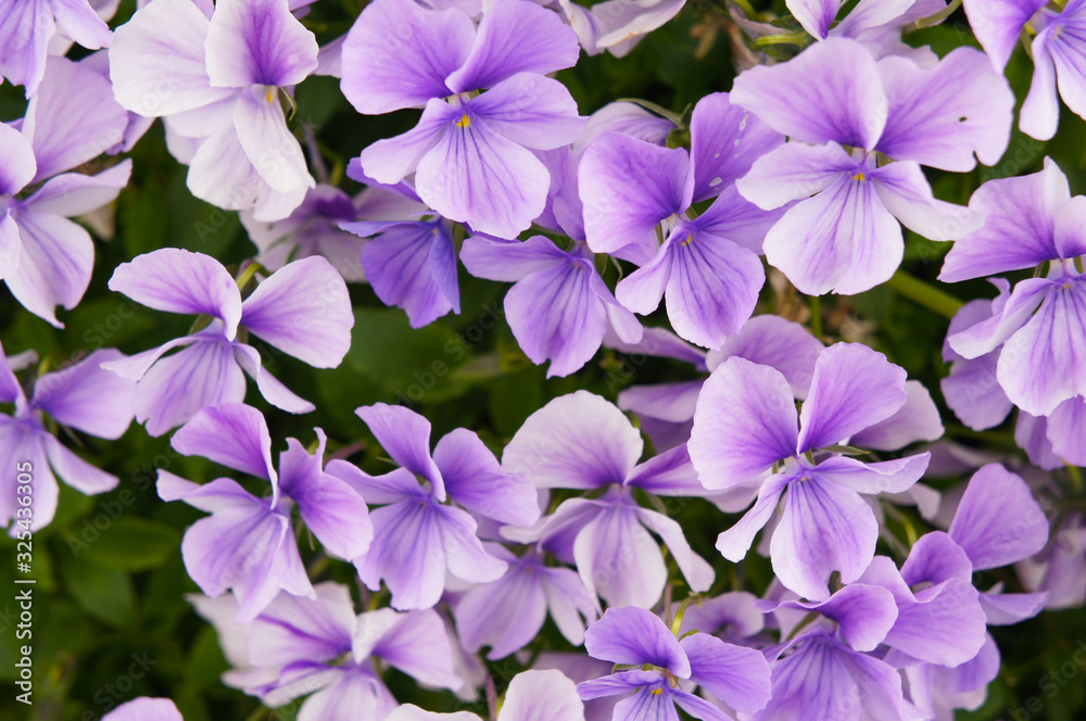 Viola cornuta violet white pansy flowers background
