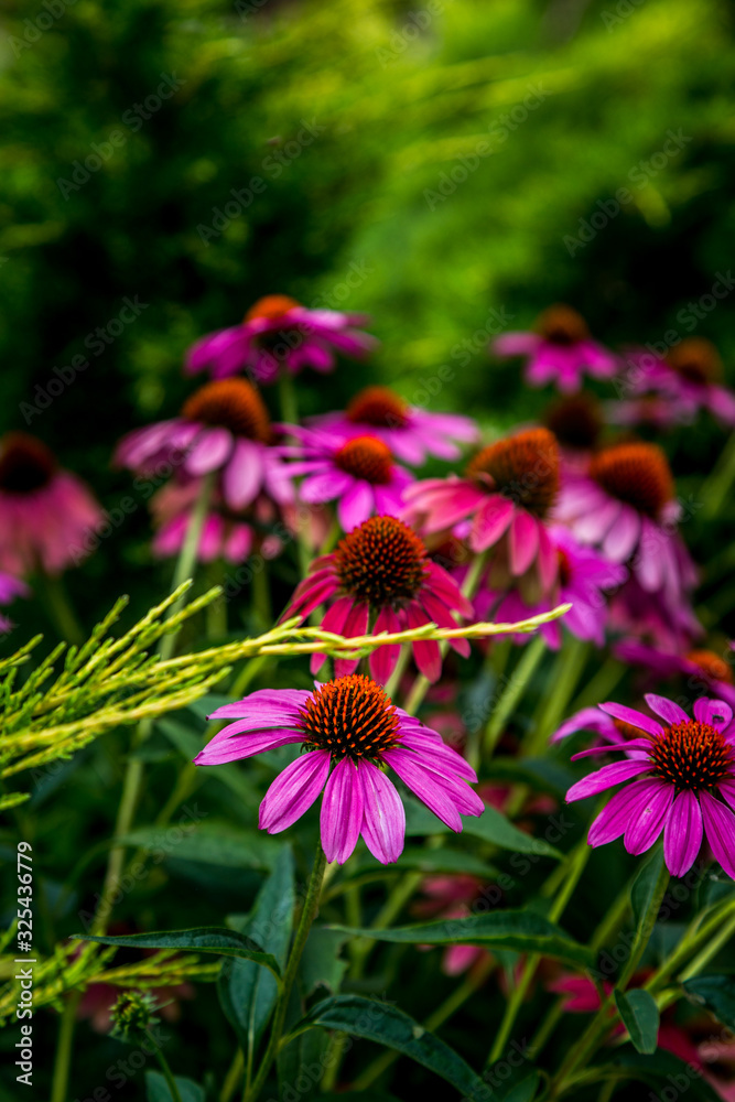 Obraz premium Botanica Gardens