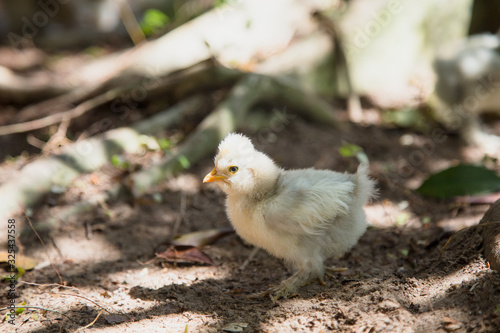 Newborn Bantam Silkie chick in the grass. Backyard chickens