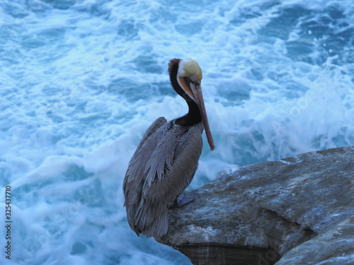 Californian Brown Pelican